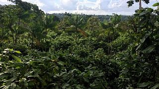 Molienda cacao en Brasil aumenta un 3,5% en octubre, según grupo de la industria