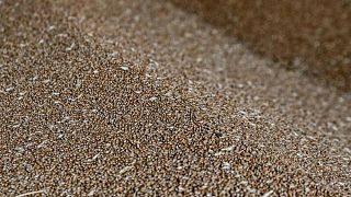 Ucrania prevé mayor superficie de trigo para 2023, pero bajo ritmo de siembra