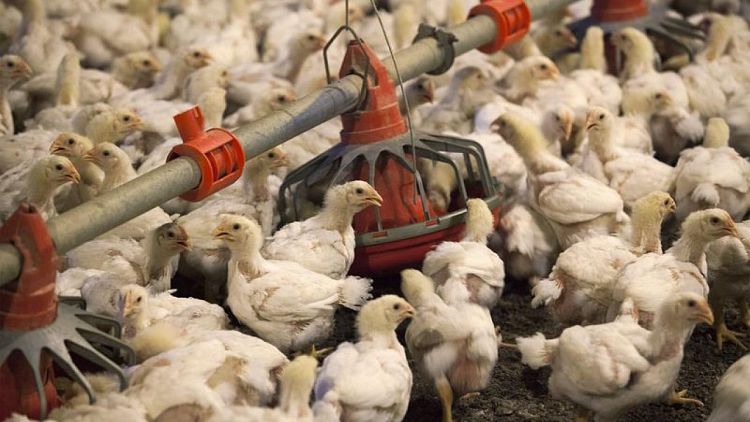 Brote de gripe aviar acaba con 50,54 millones de aves en EEUU, cifra récord