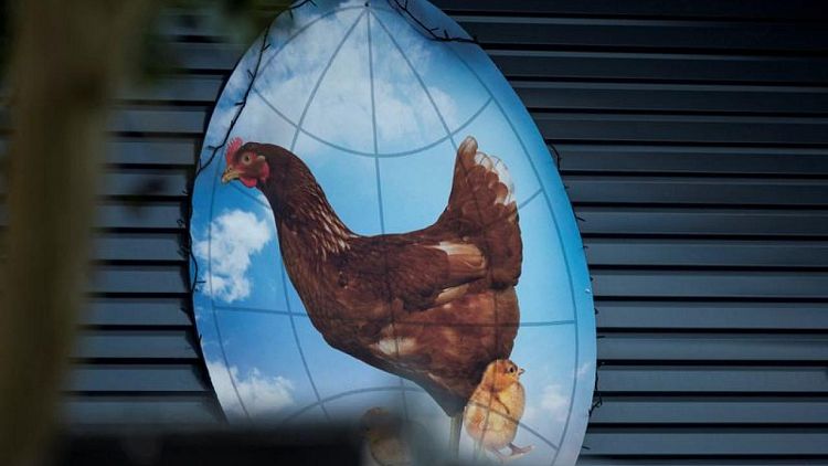 Países Bajos sacrifica otros 300.000 pollos en medio de epidemia de gripe aviaria
