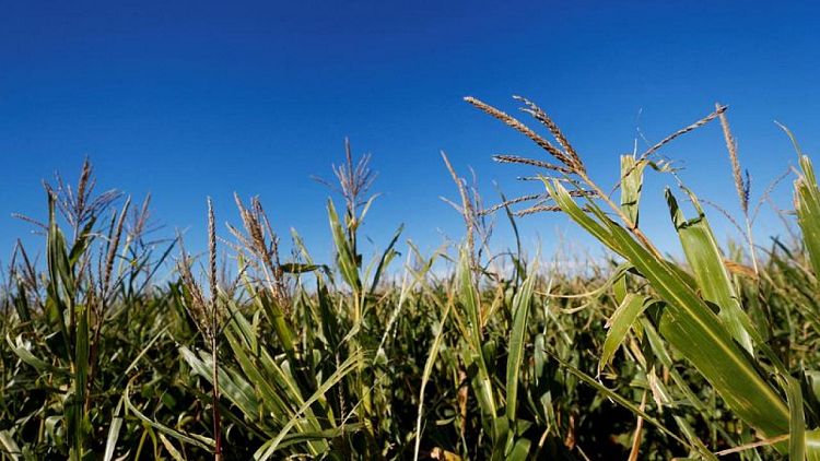 El Consejo Internacional de Cereales baja previsión de cosecha global de maíz en 2022/2023