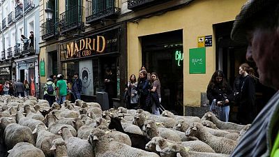 Las ovejas se toman las calles de Madrid mientras se dirigen a los pastos de invierno