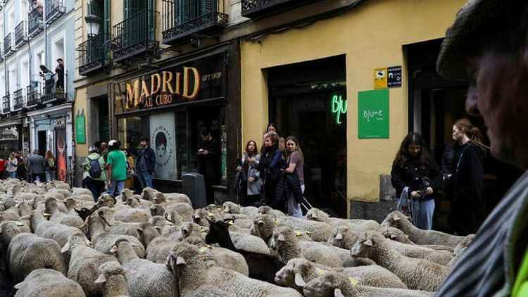 Las ovejas se toman las calles de Madrid mientras se dirigen a los pastos de invierno