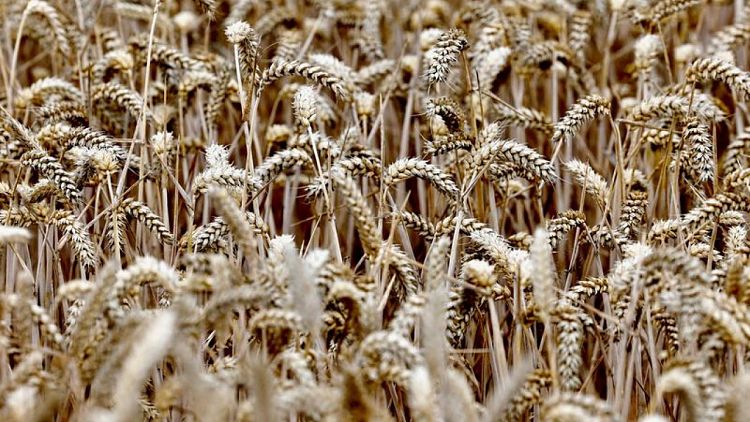 مؤسسة الحبوب السعودية تشتري 566 ألف طن من القمح للشحن في مارس-أبريل 2023
