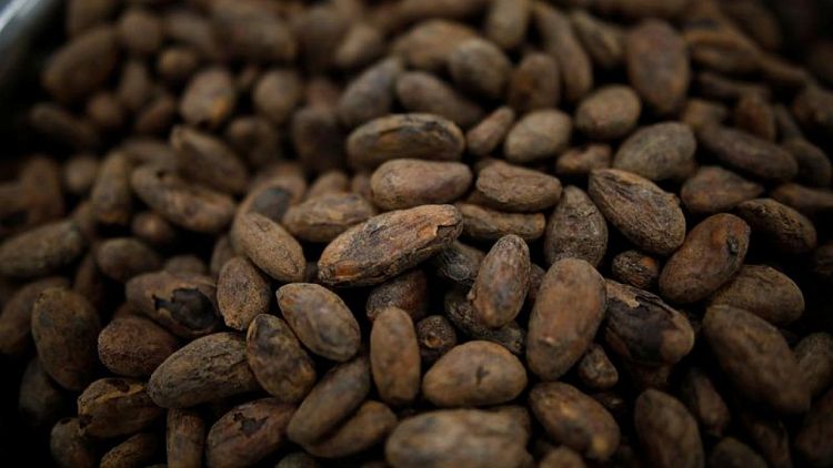 La lluvia y el sol impulsan la cosecha de cacao de Costa de Marfil, el principal productor
