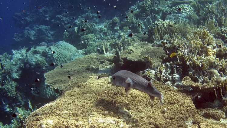 الشعاب المرجانية في مصر تقاوم رغم الضغوط