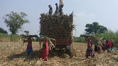 الهند تمدد القيود على تصدير السكر عاما آخر حتى أكتوبر 2023