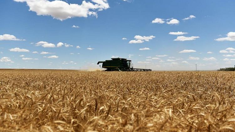 Heladas amenazan al trigo estadounidense y elevan los precios