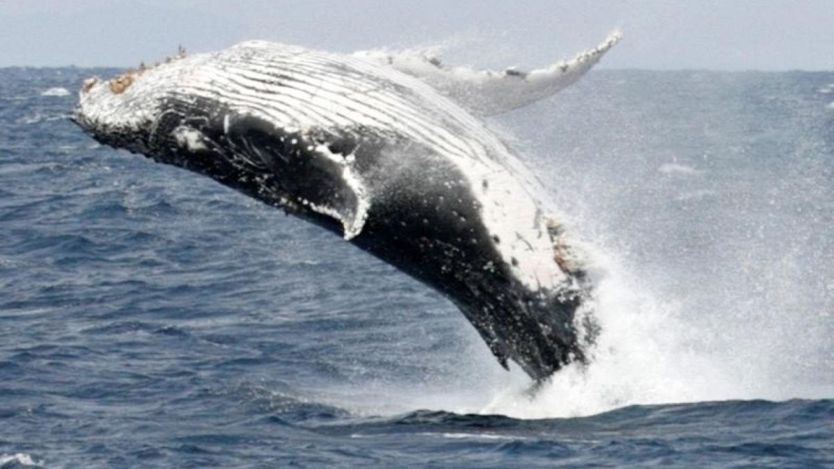 Blue whales found to swallow 10 million microplastic pieces daily ...