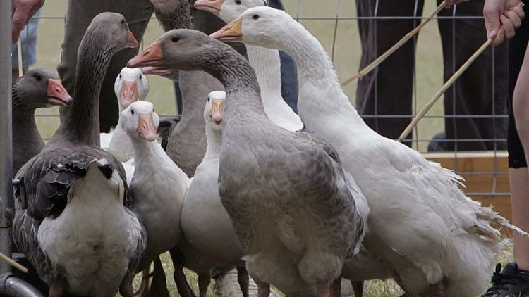 Hungría detecta gripe aviar H5N1 en dos granjas de gansos