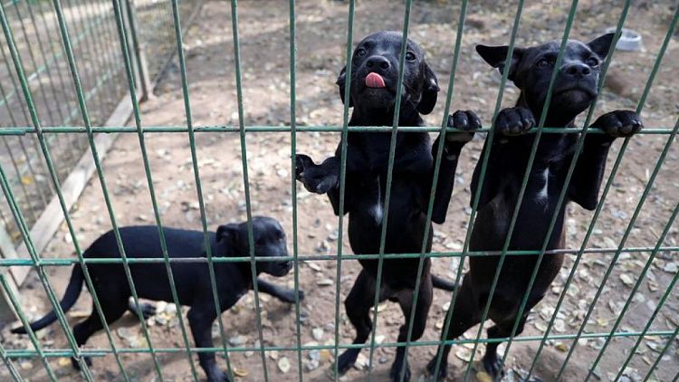 Pets returned to shelters in Hungary as owners face rising costs
