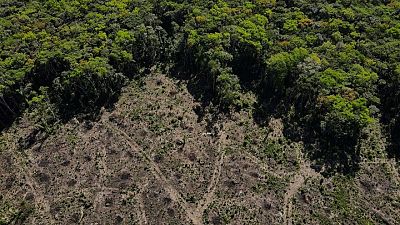 El compromiso sobre deforestación del año pasado tiene un lento arranque