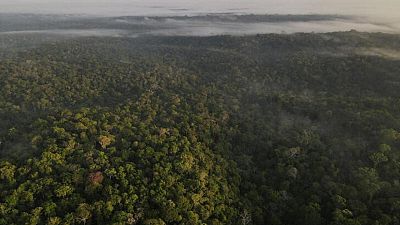 Países se unen para acabar con la deforestación