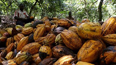 La humedad del suelo y las lluvias impulsan la cosecha de cacao de Costa de Marfil