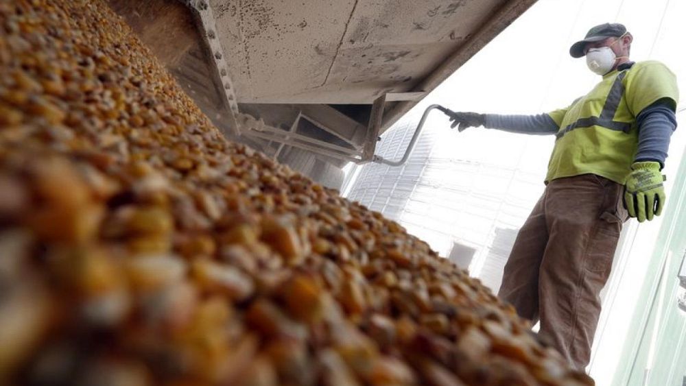 US Soybean Futures Fall;  Corn and wheat rise with interest in the economy