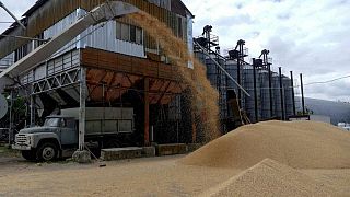 Ukrainian farmers turn to UN-supplied grain sleeves to save their business