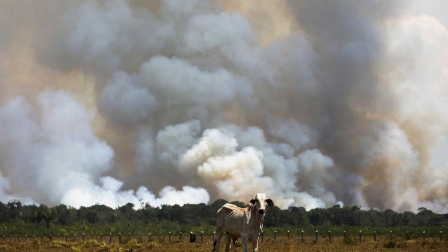 Deforestación en la Amazonia brasileña alcanza un récord en octubre antes de cambio de Gobierno