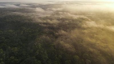 Brasil y países con selvas tropicales se unen para salvar las junglas