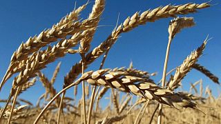 El Consejo Internacional de Cereales baja pronóstico para cosecha mundial de trigo 2022/23 El Consejo Internacional de Cereales baja pronóstico para cosecha mundial de trigo 2022/23
