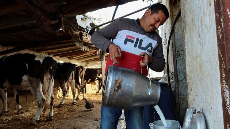نقص الحليب في تونس يؤجج غضب المستهلكين ويفاقم ديون المزارعين