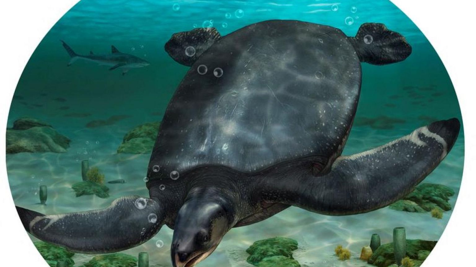 Descubren en España los fósiles de una tortuga marina del tamaño de un automóvil
