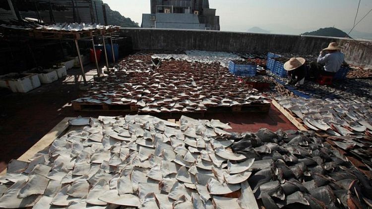 CITES avala regulación de comercio de aletas y carne de 54 especies tiburón, algunos en peligro extinción