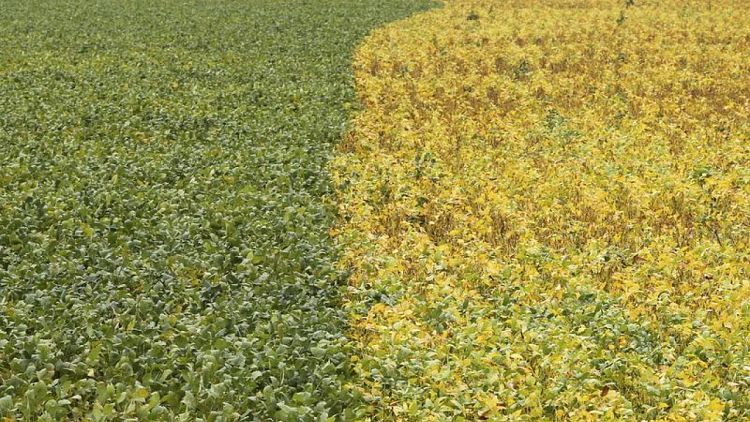 GRANOS-BRASIL-STONEX:StoneX eleva a 154,2 millones de toneladas la perspectiva de cosecha soja de Brasil en 2022/23
