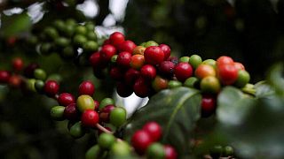 Agricultores y agrónomos de Brasil rebajan las expectativas de cosecha de café de 2023