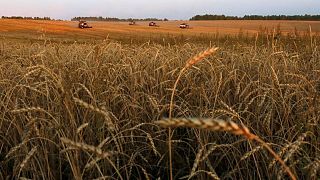 تجار: مصر اشترت 175 ألف طن من القمح