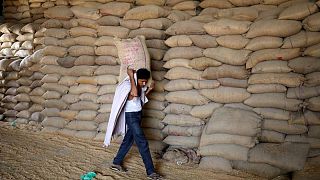 Superficie de siembra de trigo en India aumenta casi un 11% interanual gracias a precios récord