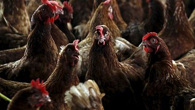 ECUADOR-INFLUENZA-VACUNACION:Ecuador vacunará a más de dos millones de aves contra influenza aviar