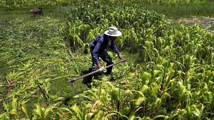 México podría batallar para asegurar importaciones maíz no transgénico para 2024: expertos