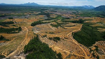 EU seeks deal on law preventing import of deforestation-linked goods