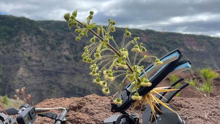 How daredevil drones find nearly extinct plants hiding in cliffs