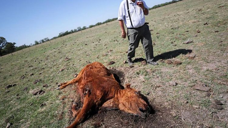 Arid wheat fields and dead cows: a snapshot of Argentina's worst drought in decades