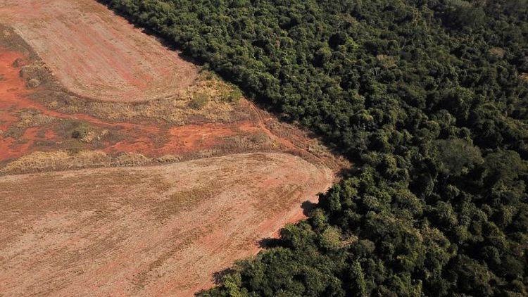 EXCLUSIVA-La deforestación de la sabana brasileña aumentó un 25% en un año, dicen fuentes