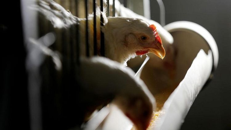 Brasil, libre de gripe aviar pero en alerta por brotes en cinco países sudamericanos: ABPA