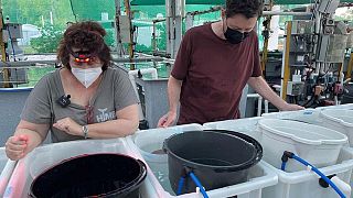  علماء يعملون على الحاجز المرجاني العظيم في أستراليا ينجحون في تجربة طريقة جديدة لتجميد يرقات الشعاب المرجانية وحفظها، 19 ديسمبر 2022.