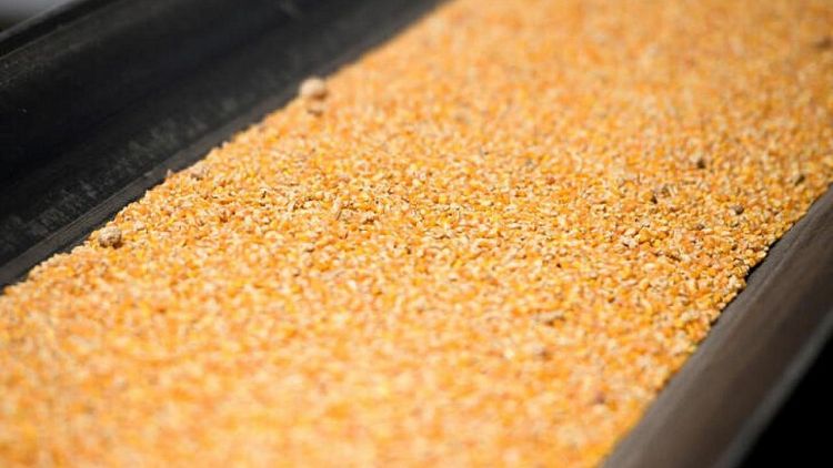 Anec reduce previsión de exportación de maíz brasileño en diciembre a 6,58 millones de toneladas