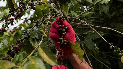 La cosecha de café de Brasil en 2023 aumentará casi un 8% respecto al año anterior, según la Conab