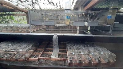 Nel Reggino. Trovati anche ghiri consumati in rituali cosche Nel Reggino. Trovati anche ghiri consumati in rituali cosche