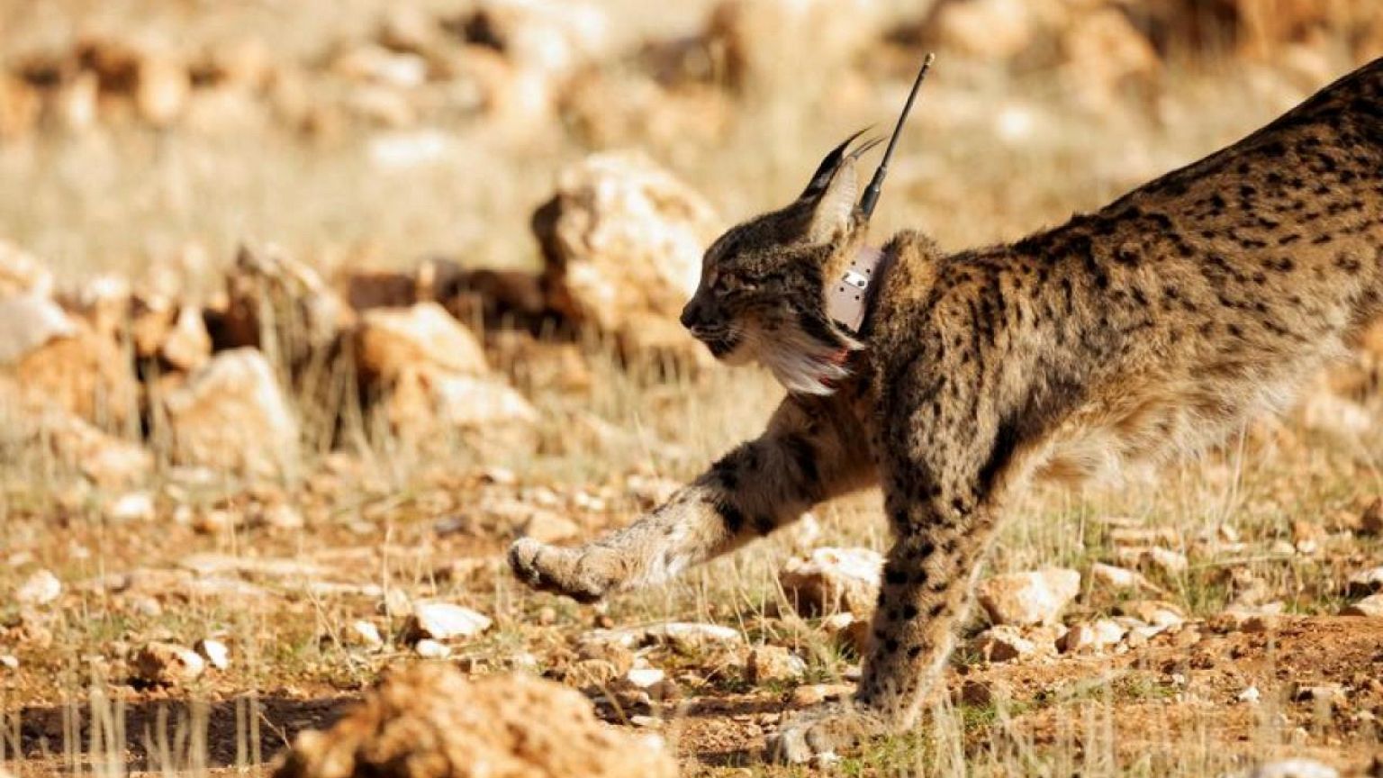 Extinction crisis puts 1 million species on the brink