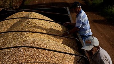 Exportaciones de maíz de Brasil alcanzan un récord de 43,2 millones de toneladas en 2022: Anec
