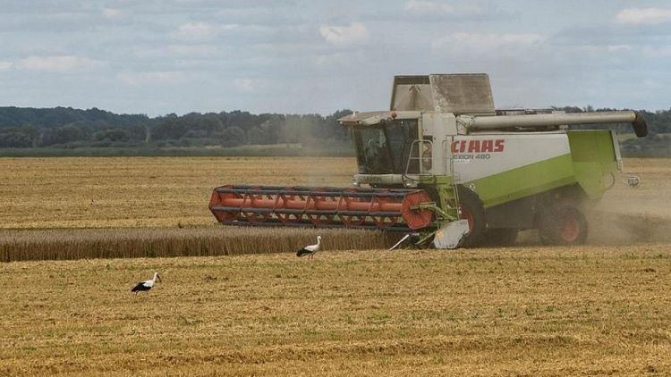 El calor podría perjudicar a las cosechas ucranianas de cereales de invierno -analista