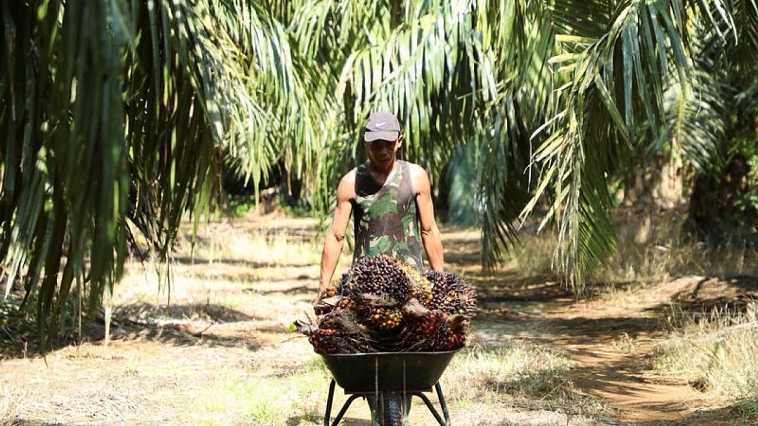 Explainer-Why Malaysia is considering a ban on palm oil exports to the European Union