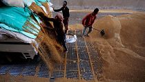 عمال يجمعون القمح في صوامع حبوب بمحافظة القليوبية في مصر 