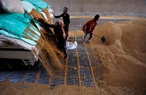 عمال يجمعون القمح في صوامع حبوب بمحافظة القليوبية في مصر 