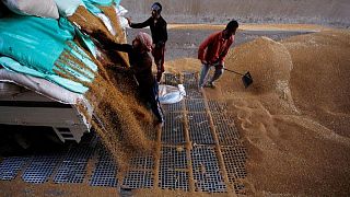 عمال يجمعون القمح في صوامع حبوب بمحافظة القليوبية في مصر