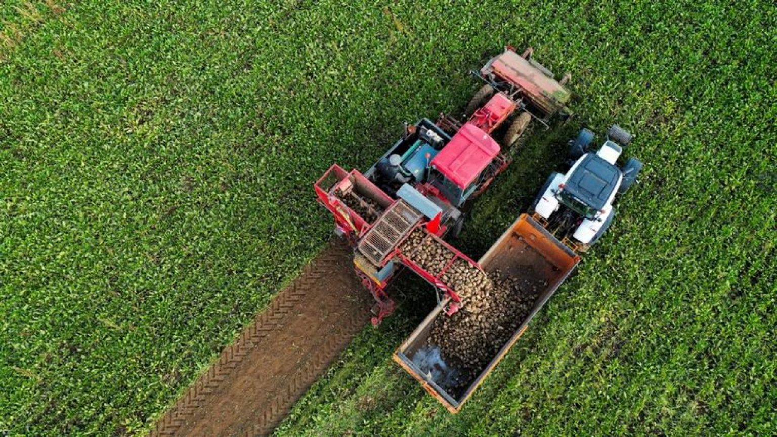 La UE paraliza la exención de pesticidas en la remolacha azucarera francesa