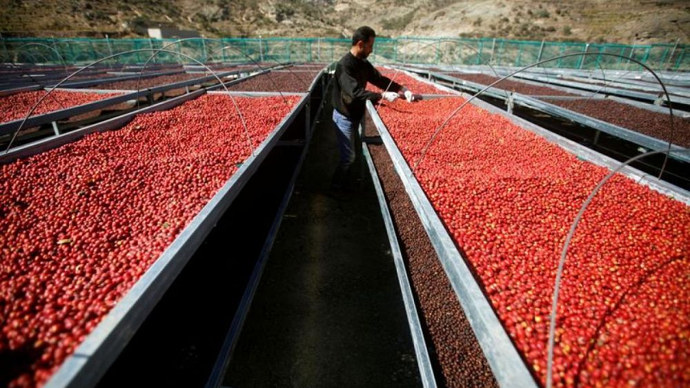 Attempts to revive Yemeni coffee “glory” amid economic hardships